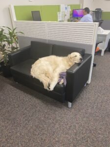 GreenBanana SEO Guard Dog