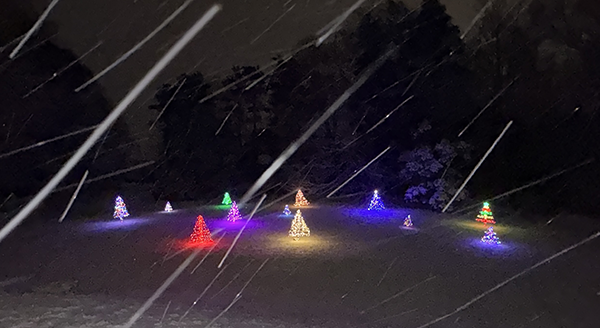 backyard Christmas trees in the snow