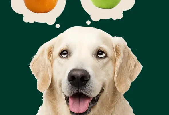 Video 7- AEO and GEO are NOT the same thing!